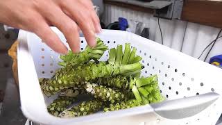 Growing Wasabi in Half Moon Bay