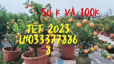 quất chau nhựa gốc gia LH 0333778868gja 150k