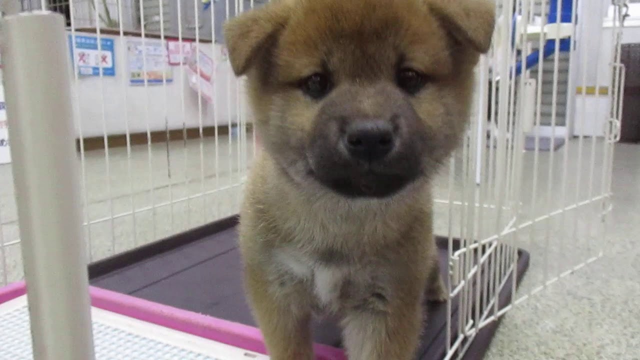 柴犬 たぬき顔で可愛い 口まわりの黒いのはなくなっていきます 愛知県一宮市でブリーダー直売の子犬を飼うなら 子いぬの足あと