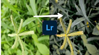 new Lightroom editing.. flower editing in Lightroom mobile. Lightroom hidden tricks. flower editing screenshot 4