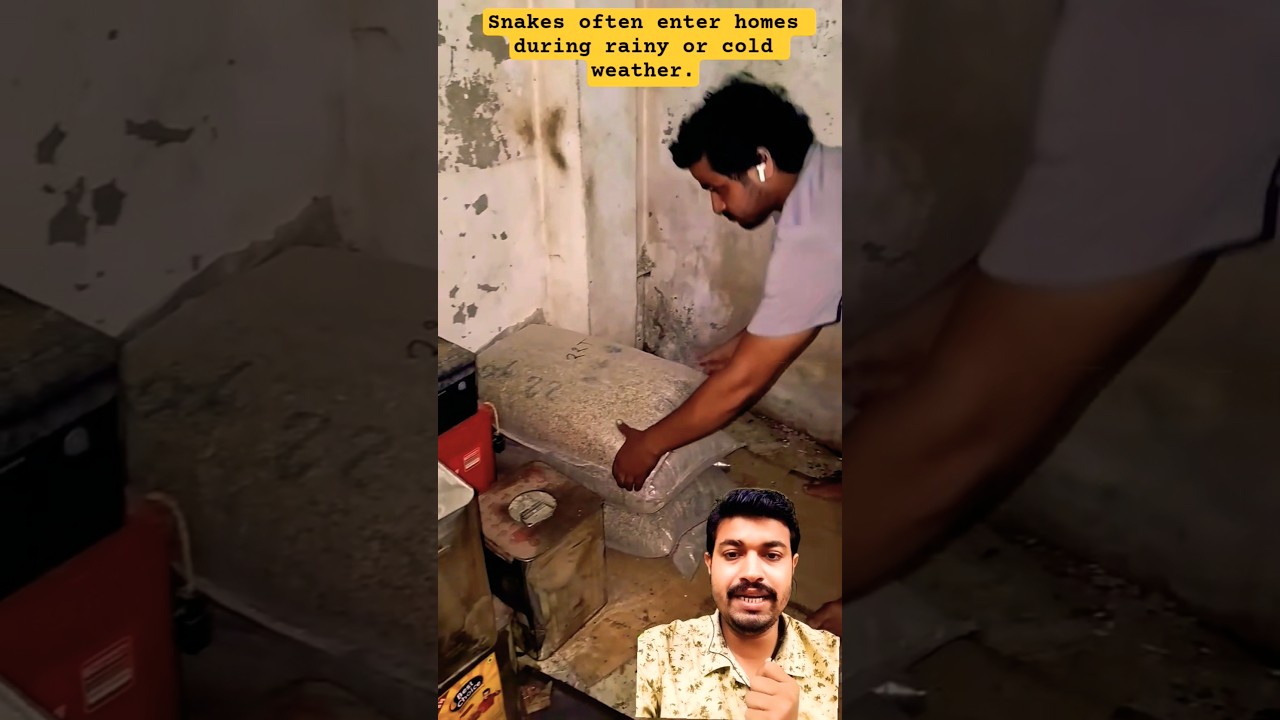 Hidden Danger at Home – Snake Awareness 