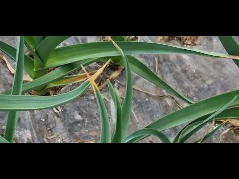 #홍산마늘2차추비일주일후(통마늘)(주아)성장 #홍산마늘2차추비일주일후(통마늘)(주아)성장