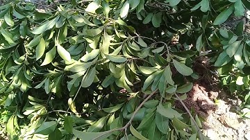 cách sử lý cây hồng xiêm xoài không ra quả