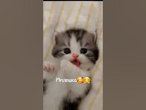 милые котёнки🥰🤗 - YouTube