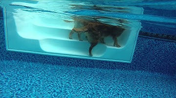 My Golden Retrievers Playing Fetch in the Pool (Go Pro)
