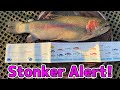 Giant Rainbow Trout caught at Casey Fields Lake