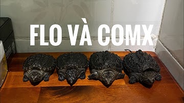 Cách phân biệt flo và comx khi nó còn size nhỏ.