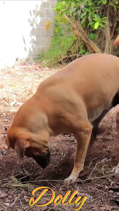 What is the dog digging hole#bhaiya choudhary26#shorts