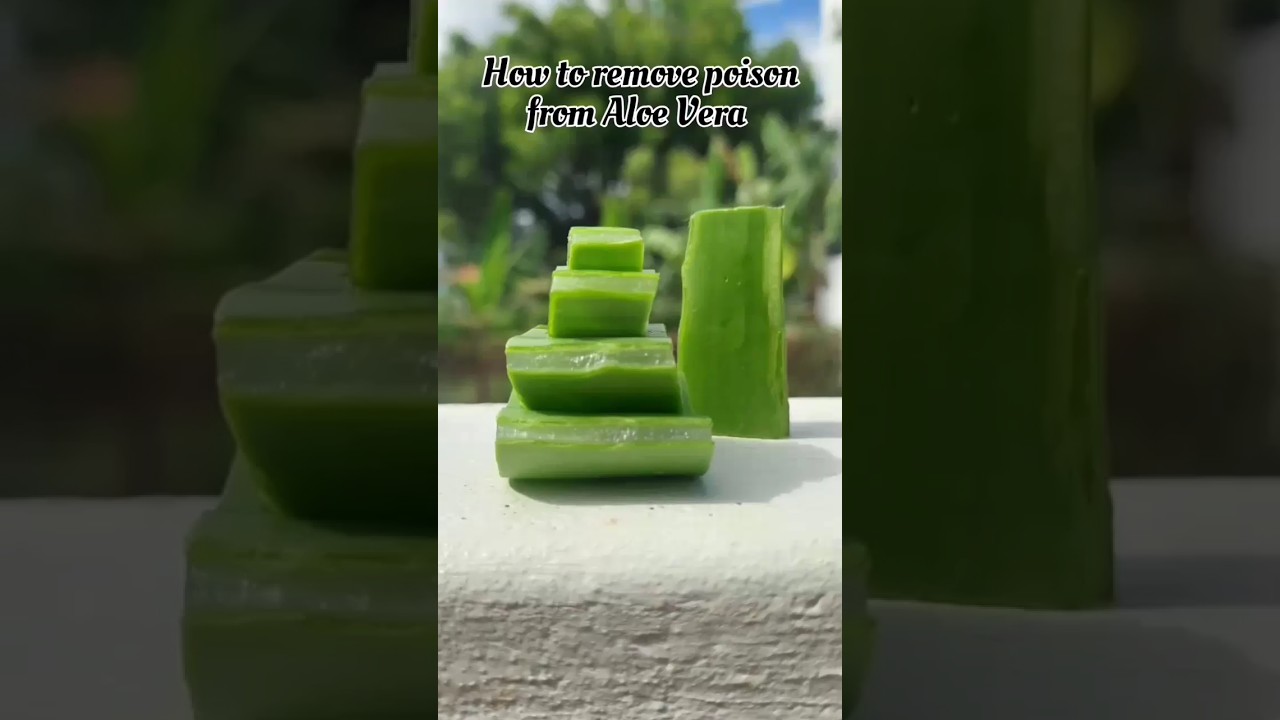 How To Remove Poison From Aloe Vera shorts YouTube how-to-remove-poison-from-aloe-vera-shorts-youtube