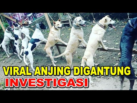 Video: Dari Mana Ungkapan 