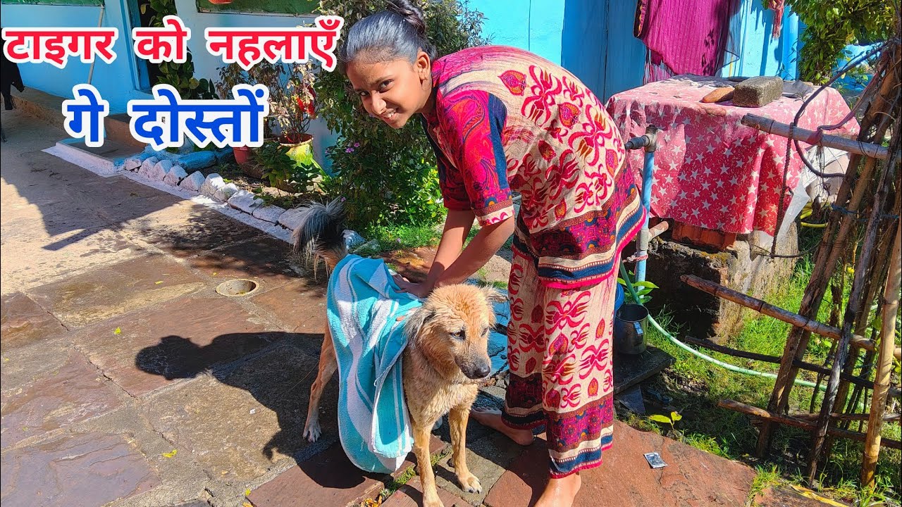  टाइगर को नहलाएँ गे दोस्तों  10 December 2025