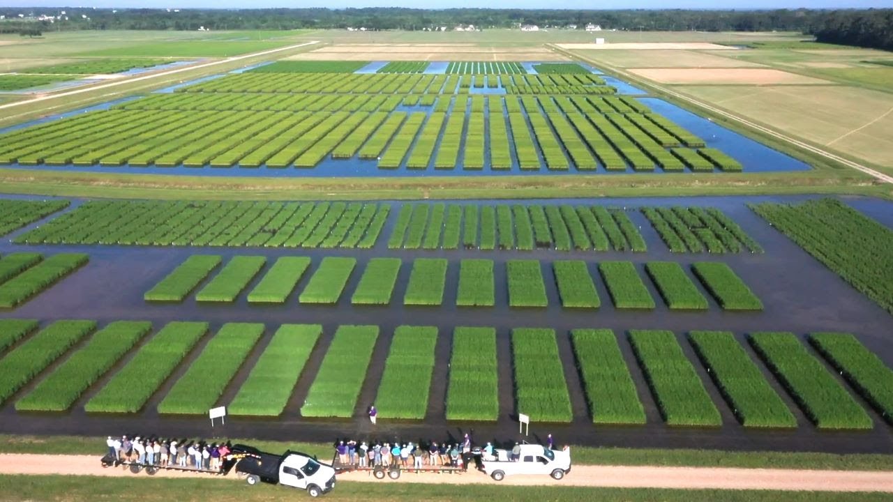 AERIAL AGCENTER: H. Rouse Caffey Rice Research Station