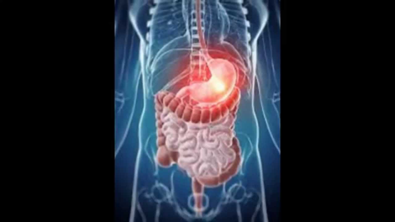 Image result for organ pencernaan 3d