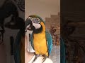 Raaaz,  dwaaa, trzyyy 😂 Lolek Ara Ararauna,  funny parrot