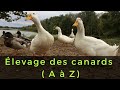 Je texplique tout ce que tu dois savoir sur llevage des canards