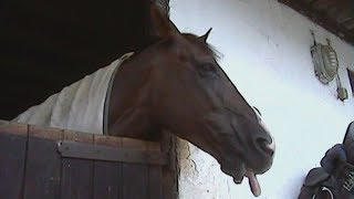 Horse Chops (2004)