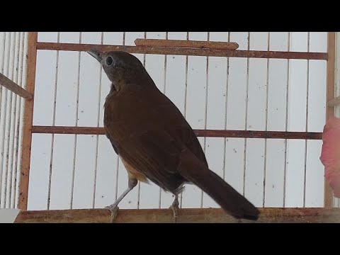 @SABIA DA MATA IMPERADOR um galador COM uma GENÉTICA você TEM COMENTA CURTA SE INSCREVA