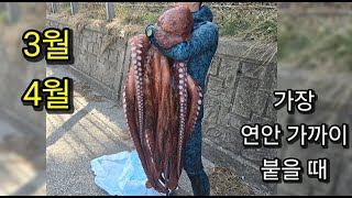 Meet the giant octopus! The power of the sucker of a 30 kg giant octopus in a corner