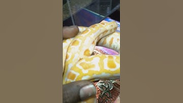 Burmese python handling tips and tricks. kpreptiles.‼️💯