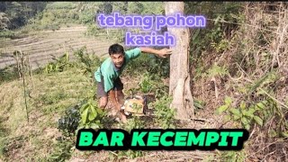 Tebang pohon kasiah bar kecempit langsung di pasangi tambang bar bisa di ambil