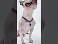Cuteness?Check.Gold chain?Now we’re unstoppable.#dog #necklace #pets #cute #dogshorts #doglife