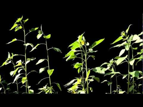 Time Lapse Photography
