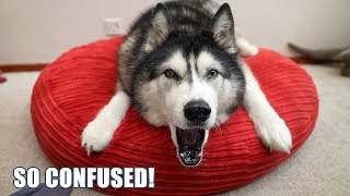 Husky Is In A Mood With Me After Being Sedated!
To support Key and our channel: https://www.paypal.com/paypalme/BooandKeyush
To send Key a gift from his amazon wish list: http://amzn.eu/9Q7QVjx
Consider becoming a member to support your favourite fluffy boy: https://www.youtube.com/channel/UC_9EXcw4PlVlaklxx12cDqA/join
Consider becoming a patron to help support our channel: https://patreon.com/Keyush_The_Stuntdog
Places our book is available to order:
Search on Amazon for K’eyush and select the cheapest price from the NEW options which will be directly from Amazon.
US amazon: https://a.co/d/5wvl8IW
UK amazon: https://www.amazon.co.uk/Keyush-Search-Soulmate-Jodie-Barnard/dp/1739223101/ref=sr_1_1?crid=18R3YAXD0M8BS&keywords=k%27eyush&qid=1670507671&sprefix=k+eyush%2Caps%2C83&sr=8-1
Canada Amazon: https://a.co/d/a2OXkiY
Australia Amazon: https://amzn.asia/d/706ZGSP
World Wide Book Depository: https://www.bookdepository.com/Keyush/9781739223106?ref=grid-view&qid=1670852535069&sr=1-1
Barnes and Noble: https://www.barnesandnoble.com/w/keyush-jodie-barnard/1142803711?ean=9781739223106
Teespring Merchandise: https://teespring.com/stores/keyush-the-stunt-dog
Merchandise sold by us directly: https://designedbyboo.com/product-category/keyush-the-stunt-dog/
Discount code to our blue Gear Fur Lead: https://www.gearfur.com/discount/KEYUSH
More channels you might like:
Our vlog channel - Jodie Boo: https://www.youtube.com/channel/UCJyP-Qb5f_JY1ohmtTPJg4w
Our second channel - Keyush and Boo: https://www.youtube.com/channel/UC4W-saRyA-RC7KuEKIMPtpA
My sister Paiges channel: https://www.youtube.com/user/Pags8D
My sister Louises channel: https://www.youtube.com/@ThatCockapooIvy
Keys best friend Sherpas channel: https://www.youtube.com/channel/UCYTwXM6v_DRQrsuZvPW0MzA
New Videos every Monday, Wednesday and Friday. Plus Sundays on our second channel Jodie Boo(link above). Always at 4pm GMT London Time.
Follow us:
Facebook: http://bit.ly/2fIr3yh
www.instagram.com/keyush_the_stuntdog/
Tiktok: @keyush_thestuntdog
Amazon Affiliate link to products we use:
https://www.amazon.co.uk/shop/keyushthestuntdog
Products We Use:
Tan Cork Collar: followpaw.com
Teal and aztec bandanas: mymountainhusky.com
Blue Rope Lead: https://www.gearfur.com/discount/KEYUSH
Red Waist Lead and blue collar: indi-dog.co.uk
Filming Equipment:
Canon G7x Mark 2
Panasonic GH5
Husky Is In A Mood With Me After Being Sedated! Husky Is In A Mood With Me After Being Sedated!