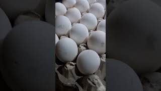 अंडा वेज होता है या नॉनवेज जाने I egg veg or nonveg aniruddhacharyaji vegiterian food pureveg
