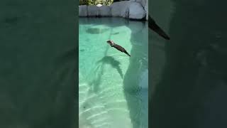 Download Lagu #shorts MP3