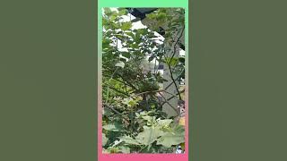 STORY WA DANGDUT SISA SISA CINTA ( LOKASI TURI TEMPEL GUNTUR DEMAK JATENG ).