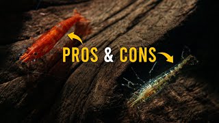 Planning To Keep Neocaridina Shrimp? Here’s What You NEED To Know!