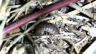 isopod 3 second (Royalty free, can be used for training AI). No attribution needed. @FusionDeveloper