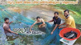 ഗിഫ്റ്റ് തിലോപ്പിയ വിളവെടുപ്പ് | Exclusive Farm for Gift Thilopia | Live fish delivery | OURFARM