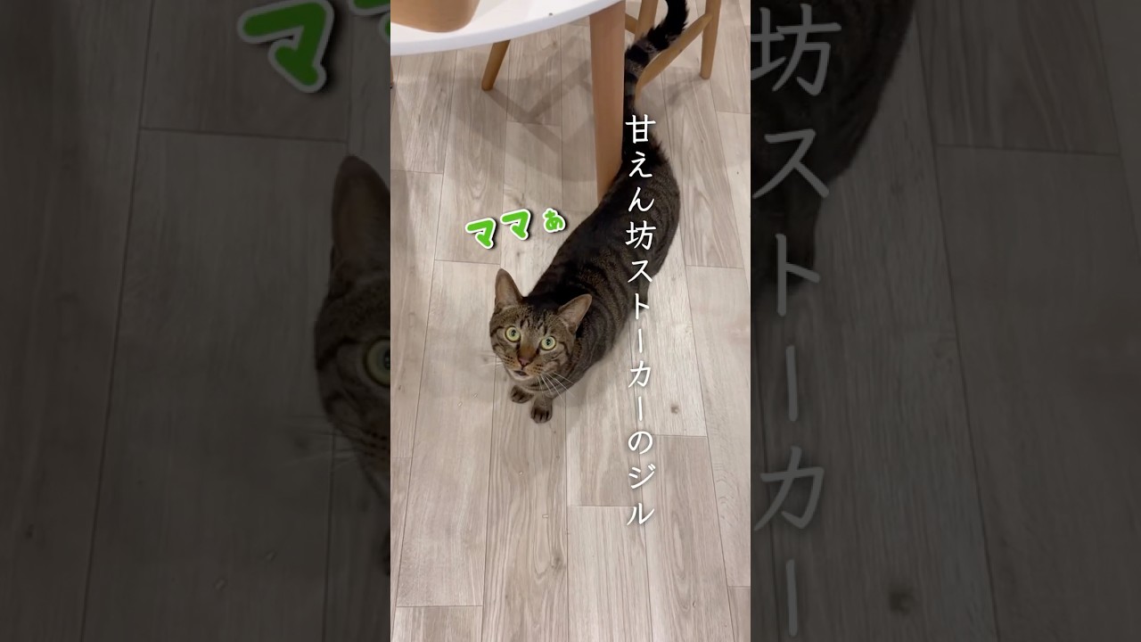 甘えん坊通り越してストーカーになった保護猫ジルくん