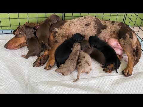Dachshund gave birth to 8 cute puppies