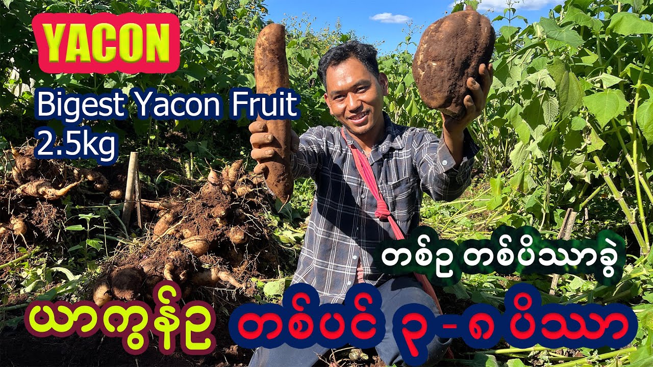 ယာကွန်ဥတွေ တစ်လုံးကို ၁ ပိဿာခွဲ တစ်ပင် ၃ ပိဿာ မှ ၈ ပိဿာ ကိတ်ချက်ပဲ #Htetpaing #ယာကွန်ဥ