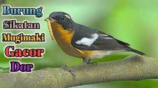 Burung Sikatan Mugimaki Gacor Dor#Masteransikatanmugimaki#Sikatanmugimaki#Mugimaki