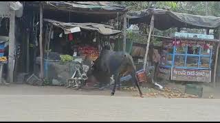 OMG: Bull Fighting - Fruit Shop Got Demolished screenshot 4