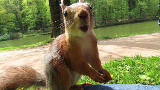 Занятные фото белок (лучшее за год)😃Interesting photos of squirrels (the best of the year)