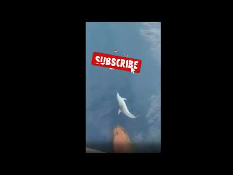 Dolphin playfully riding