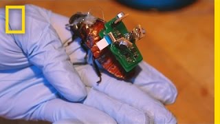 “BioBot” Roaches Could Save Lives With Tiny Backpacks | National Geographic