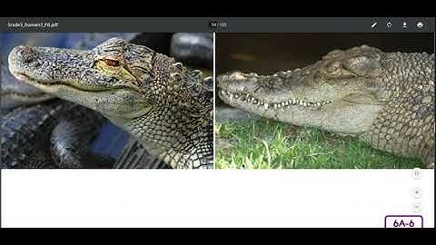 Unit 2 Lesson 6 Reptiles L & L