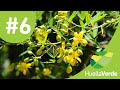 Huella Verde TV #6 Plantas Nativas