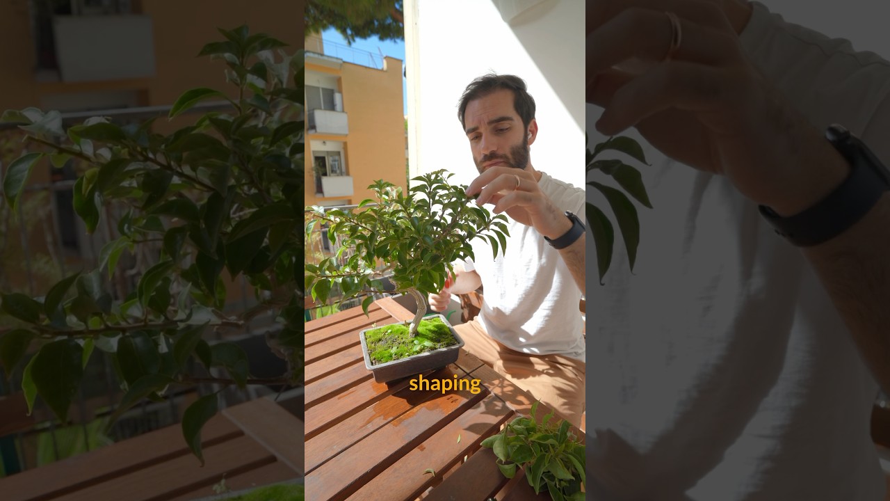 Bonsai is like content creation