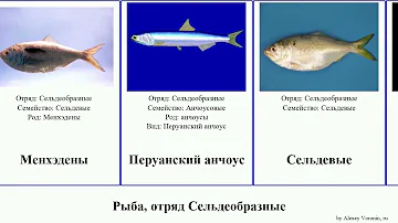 Рыба, отряд Сельдеобразные fish анчоус пузанок сельди Европейский сельдь тюлька Атлантический шэд