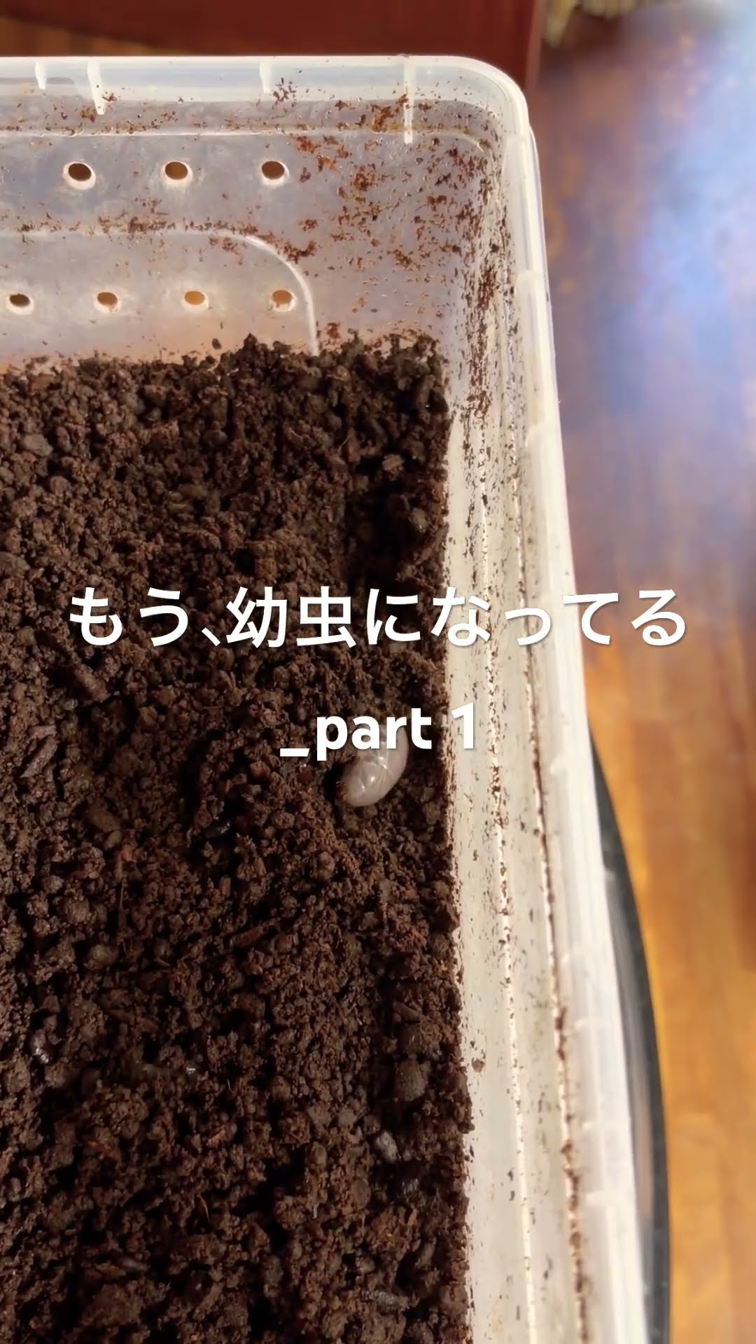 イン卵様 Hikakin from the far east(30分耐久)#卵 #ヒカマニ #耐久