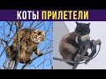Приколы с котами. КОТЫ ПРИЛЕТЕЛИ! | Мемозг #212
