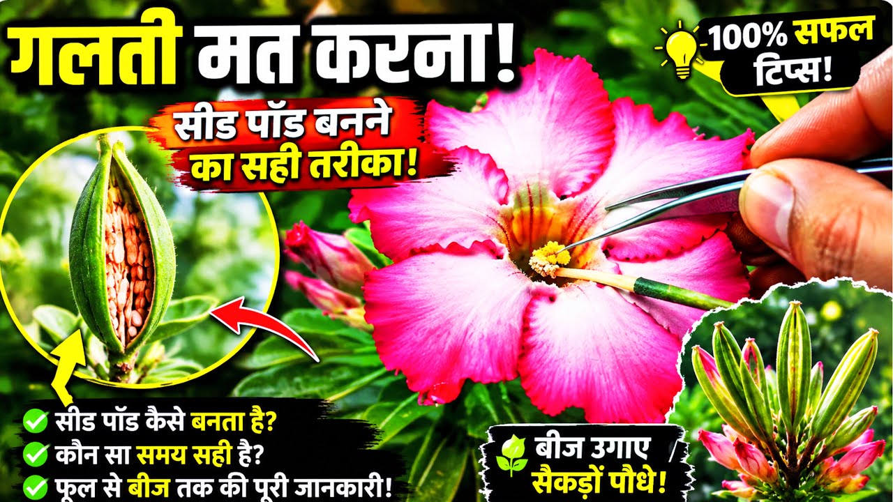 😱 “रुको! Adenium में Seed Pod नहीं बन रही? ये 1 गलती आपकी पूरी मेहनत ...