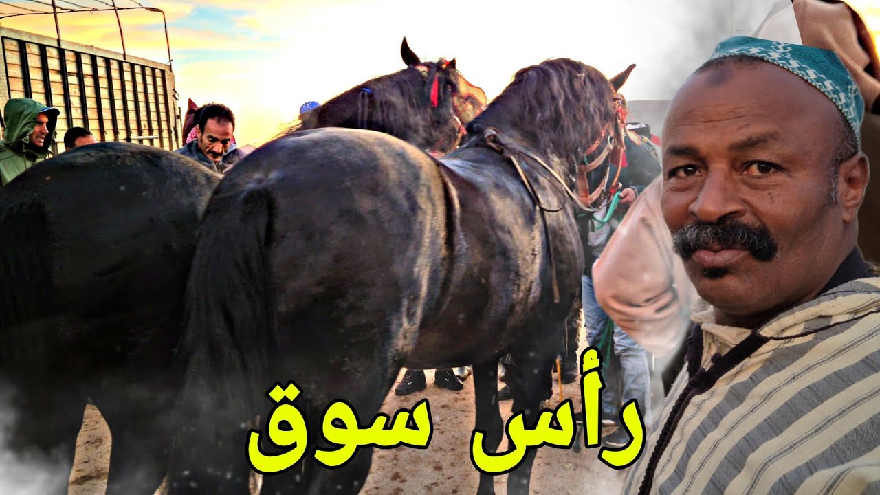 سوق الخميسات بدريس والعربي سايح شراو 2 الخيل دهمين ملاح رأس سوق مباشرة بالورق ديالهم وباعوهم مباشرة