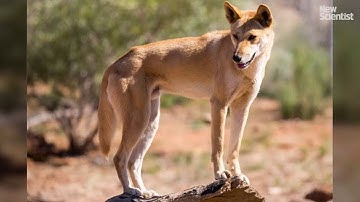 Dingo cannibals